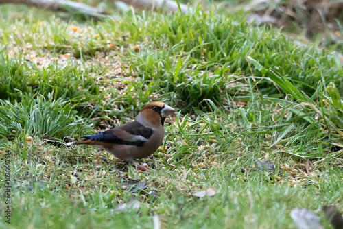 Grubodziób, pestkojad, grabołusk (Coccothraustes coccothraustes)