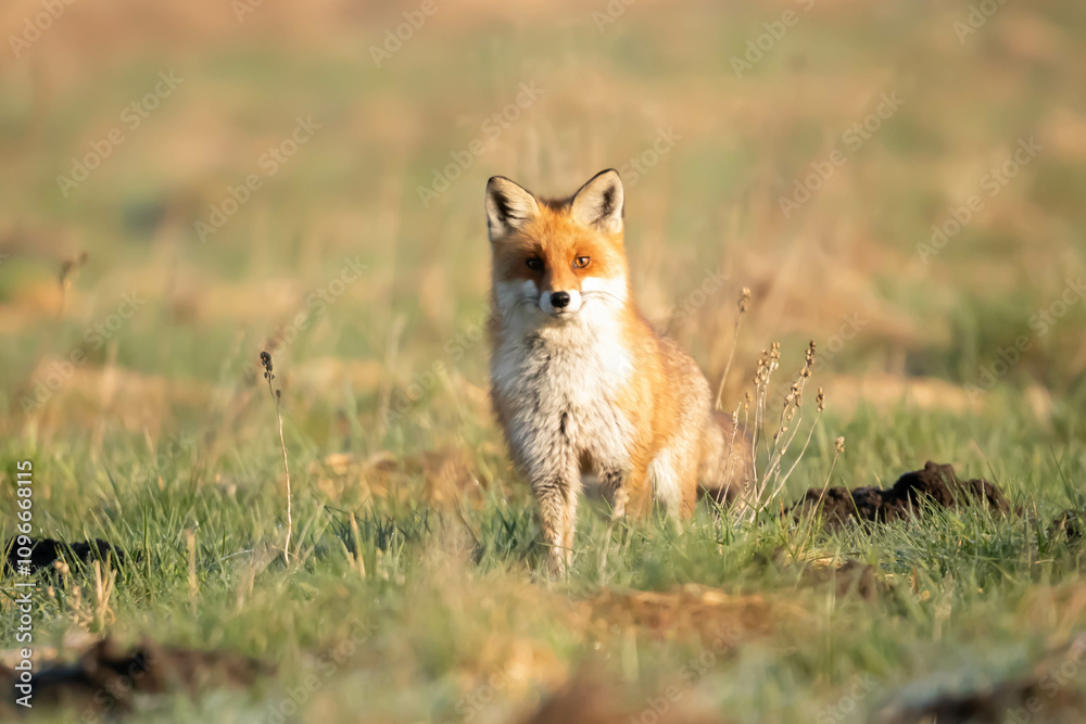 Lis rudy , lis pospolity (Vulpes vulpes) Lis rudy , lis pospolity (Vulpes vulpes)