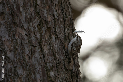 Pełzacz leśny (Certhia familiaris)