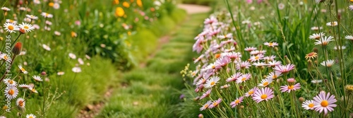 A garden path lined with pink daisies and wildflowers leads to a serene and peaceful atmosphere., natural, daisy, peaceful