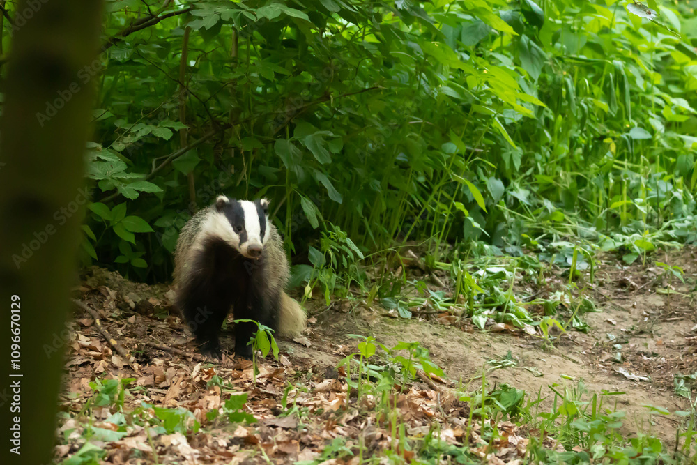 Obraz premium Borsuk (Meles)