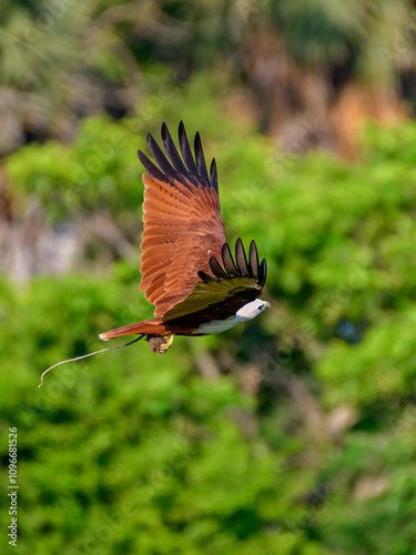 Brahminy kite  photo