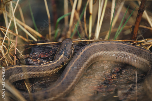 Grand Teton National Park garter snake chilling on a rock photo