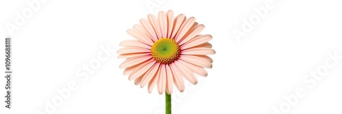 Fresh and vibrant daisy flower isolated on a pure white background, vibrant, spring, close-up