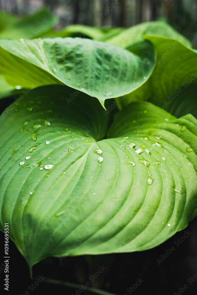 Obraz premium Close-up of vibrant green hosta leaves with water droplets, showcasing natural texture and freshness. Perfect for themes of gardening, nature, foliage, and plant care in outdoor settings.