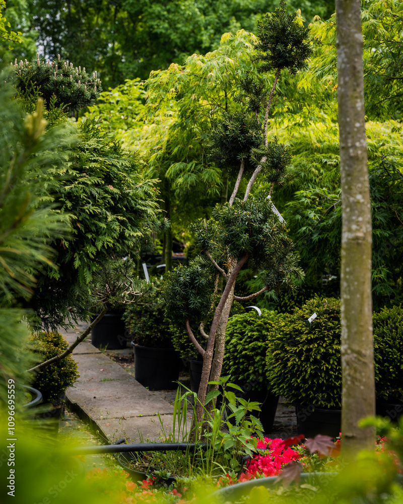 A scenic nursery filled with ornamental shrubs, trees, and vibrant greenery in black pots. Perfect for themes of gardening, landscaping, horticulture, and outdoor decor.