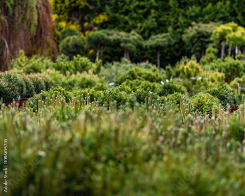 A dense nursery field filled with young conifer shrubs and evergreen plants, creating a lush green landscape. Ideal for themes of gardening, landscaping, forestry, and sustainable greenery projects.