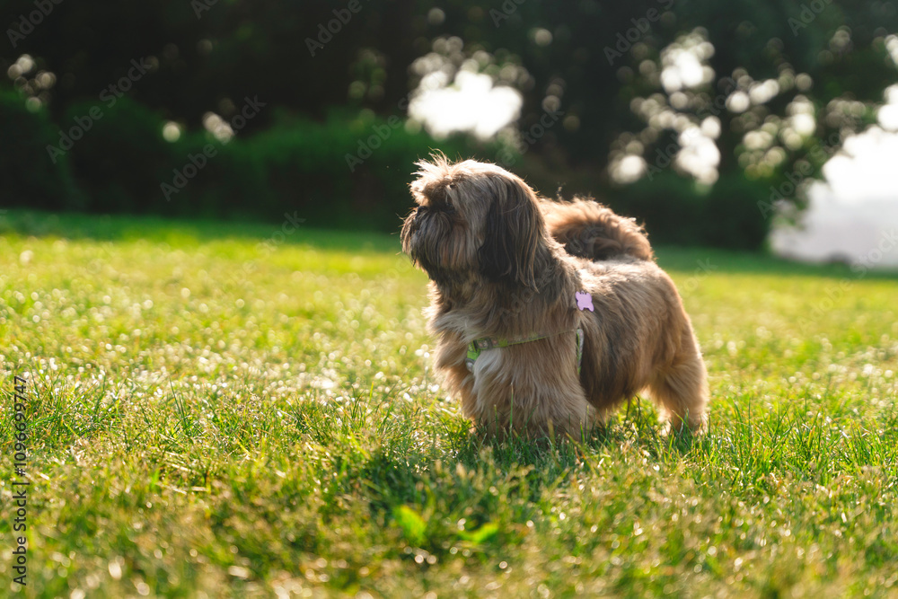 Fototapeta premium Small brown Shih tzu dog stands on green grass under sunlight in a park during late afternoon