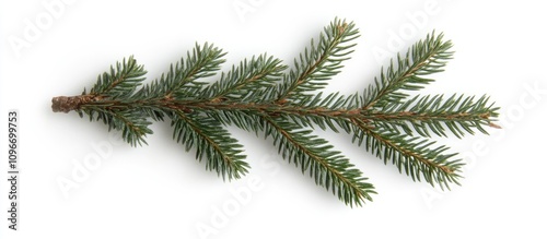 Christmas tree branch isolated on white background showcasing lush green needles and a natural textured appearance