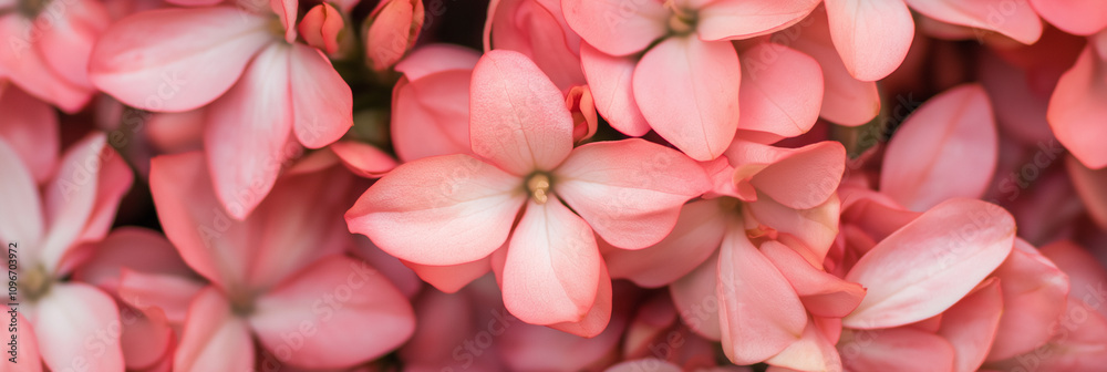 A close-up view of beautiful pink flowers, focusing on their soft and intricate petal textures, capturing their vibrant color and the essence of natural beauty.