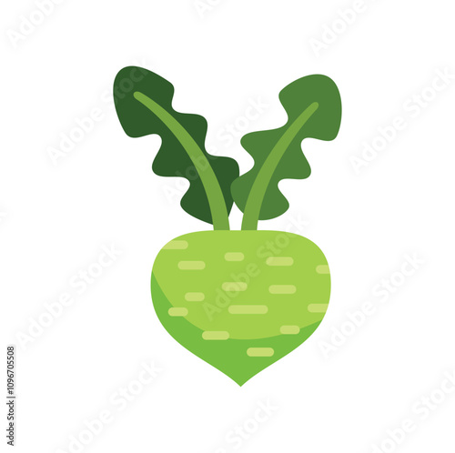 Simple vector illustration of a green kohlrabi vegetable growing with leaves on a white background