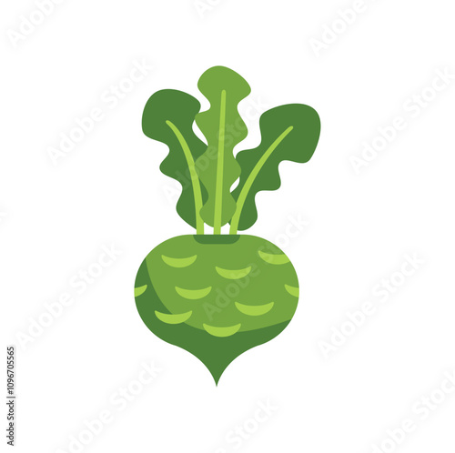 Simple vector illustration of a green kohlrabi growing with leaves on a white background