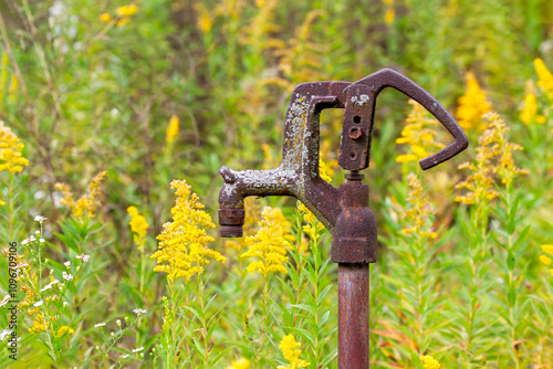 A rusty hand pump in a field of goldenrod photo