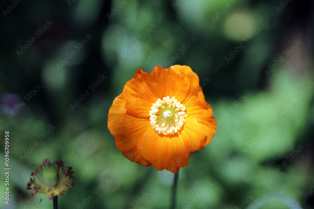 Macro image of a Welsh Poppy flower, Derbyshire England
Macro image of a Welsh Poppy flower, Derbyshire England