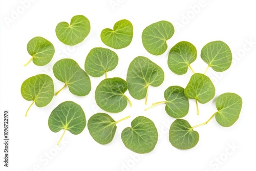A bunch of fresh green leaves arranged on a clean white surface