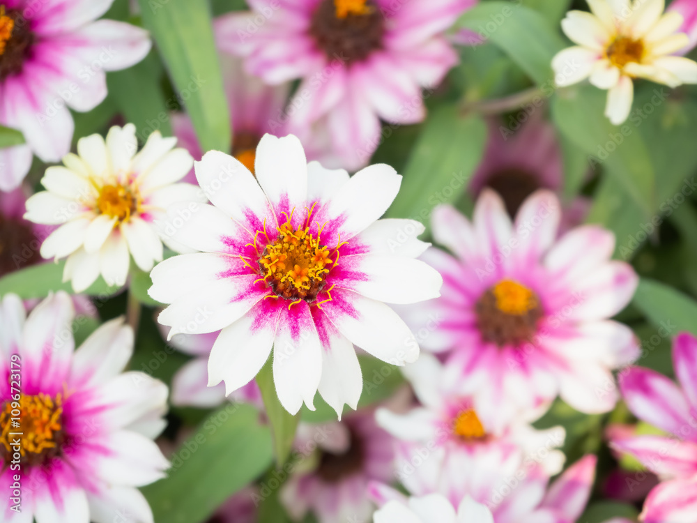 ピンク色のジニアの花 ピンク色のジニアの花