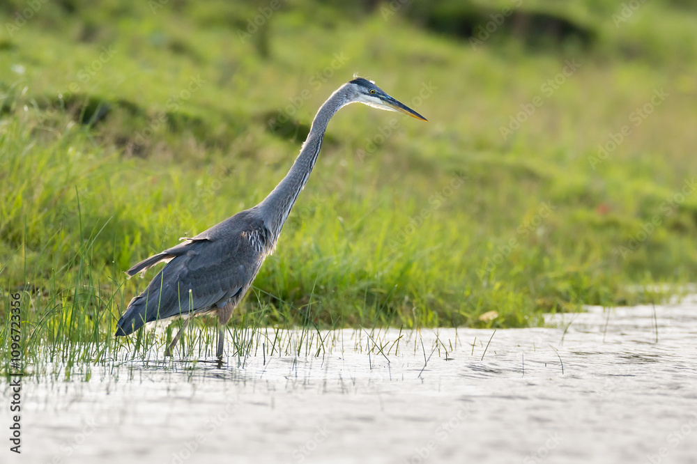 Fototapeta premium Great Blue Heron hunting at water's edge