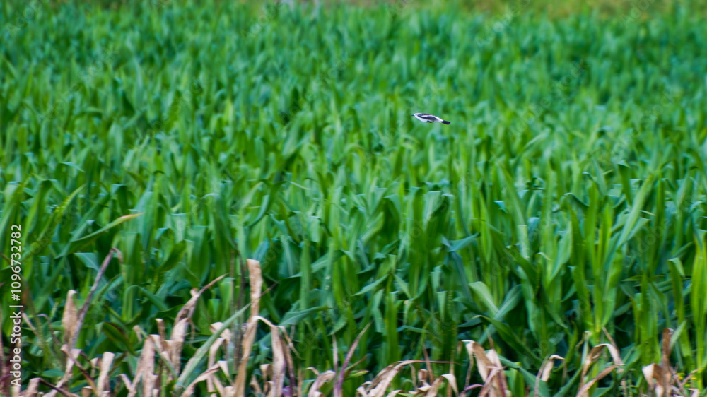 white and black bird flying solitary over green leafy corn plantation with some dry leaves on the lower edge white and black bird flying solitary over green leafy corn plantation with some dry leaves on the lower edge