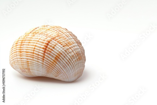 A detailed view of a shell on a clean white background, ideal for use in still life or design compositions