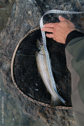 Gefangene, verfärbte Meerforelle aus dem Fjord im Kescher im Herbst mit Maßband, Mindestmaß, Laichzeit, Schonzeit

 photo