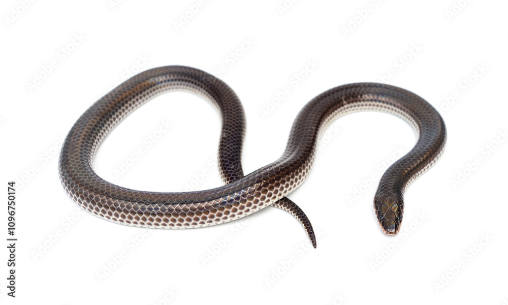 Sunbeam snake - Xenopeltis unicolor isolated on white background. It is a non-venomous and harmless snake and when the skin or scales are exposed to sunlight sparkle in rainbow. Sunbeam snake - Xenopeltis unicolor isolated on white background. It is a non-venomous and harmless snake and when the skin or scales are exposed to sunlight sparkle in rainbow.
