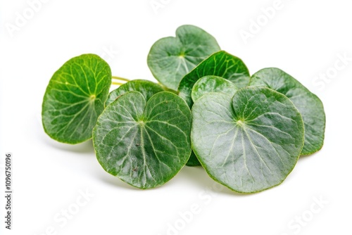 Fresh green leaves arranged on a clean white surface