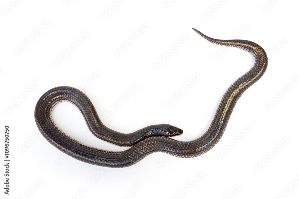 Sunbeam snake - Xenopeltis unicolor isolated on white background. It is a non-venomous and harmless snake and when the skin or scales are exposed to sunlight sparkle in rainbow. Sunbeam snake - Xenopeltis unicolor isolated on white background. It is a non-venomous and harmless snake and when the skin or scales are exposed to sunlight sparkle in rainbow.