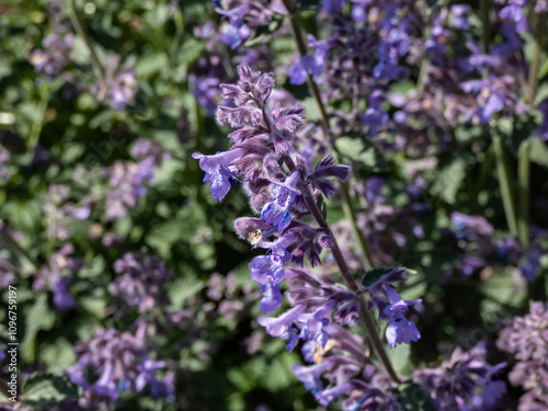 Catmint and Faassen's catnip (Nepeta × faassenii) Six hills giant flowering with two-lipped, trumpet-shaped, lavender flowers