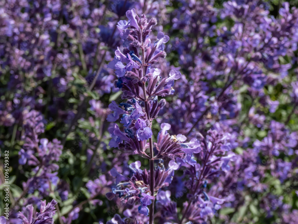 Naklejka premium Catmint and Faassen's catnip (Nepeta × faassenii) 'Walker's low' flowering with two-lipped, trumpet-shaped, lavender flowers in summer