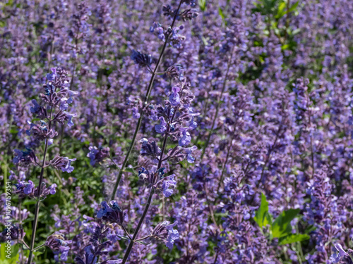Catmint and Faassen's catnip (Nepeta × faassenii) 'Walker's low' flowering with two-lipped, trumpet-shaped, lavender flowers in summer