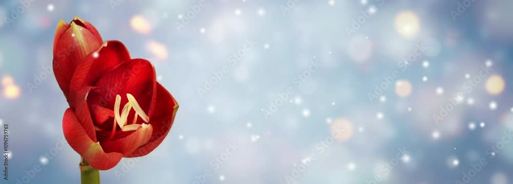 time lapse of isolated blooming red amaryllis flower isolated on abstract blurred winter background with snowflake and bokeh light animation, white blue digital christmas card banner concept 