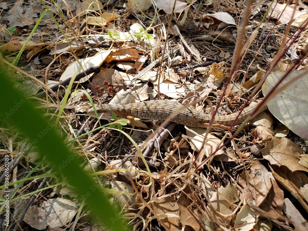 Lizard Hidden Among Leaves