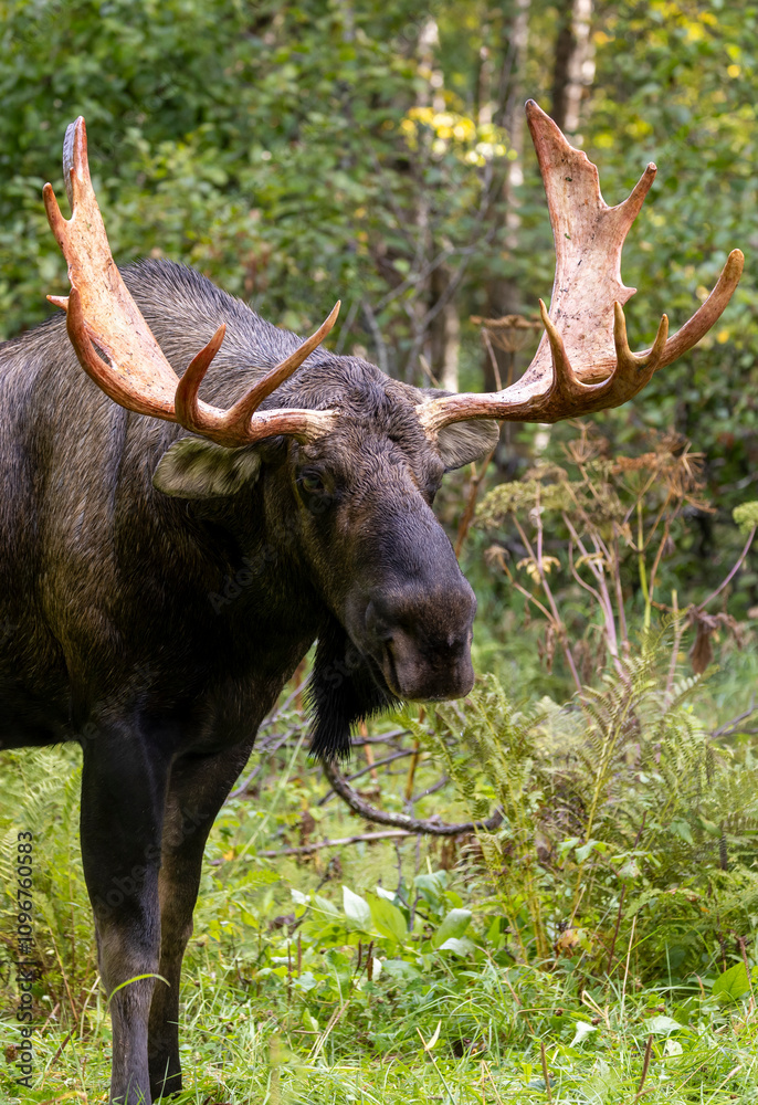 Bull Alaska Yukon Moose in Early Autumn in Alaska Bull Alaska Yukon Moose in Early Autumn in Alaska