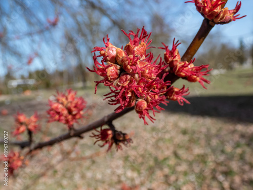 Close-up of red female flower buds of Silver maple or creek maple (Acer saccharinum) in the park in early spring