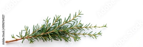 Fresh rosemary plant herb on white background, herb, foliage