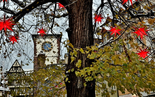 Rote Weihnachtssterne an einem Baum in Freiburg photo