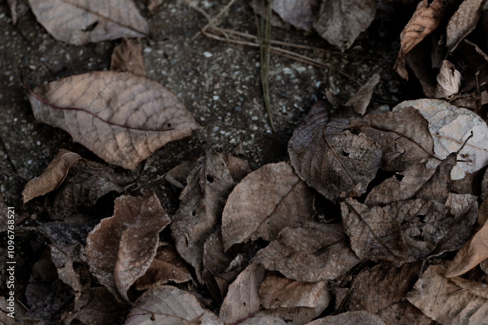 The intimate landscape of autumn leaves, displaying an array of colors and textures The intimate landscape of autumn leaves, displaying an array of colors and textures