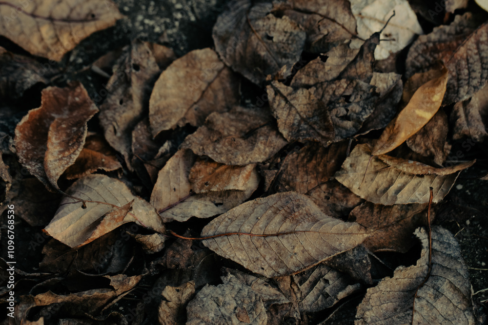 Varied shapes and colors of leaves captured on a forest bed, highlighting seasonal diversity Varied shapes and colors of leaves captured on a forest bed, highlighting seasonal diversity