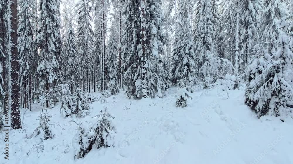 POV walking in the Winter Wonderland - Snowy forest in Finland POV walking in the Winter Wonderland - Snowy forest in Finland