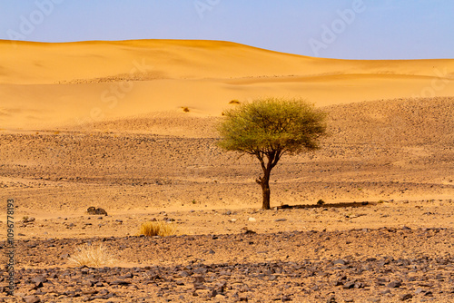 Plants in the Sahara desert. A lone acacia tree (Acacia tortilis raddiana or Vachellia tortilis) against the background of a dune. Morocco photo