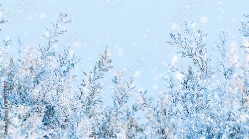 Winter Wonderland with Snowy Pine Branches and a Clear Blue Sky