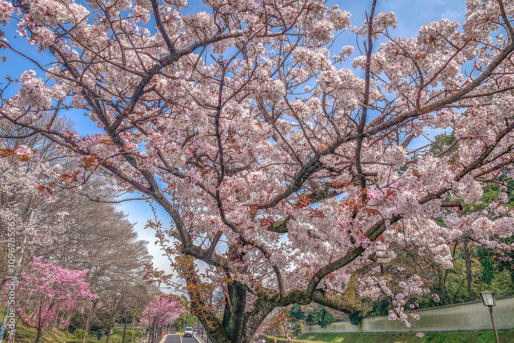 Pink sakura cherry blossom flower in springtime, Japan Toky Pink sakura cherry blossom flower in springtime, Japan Toky