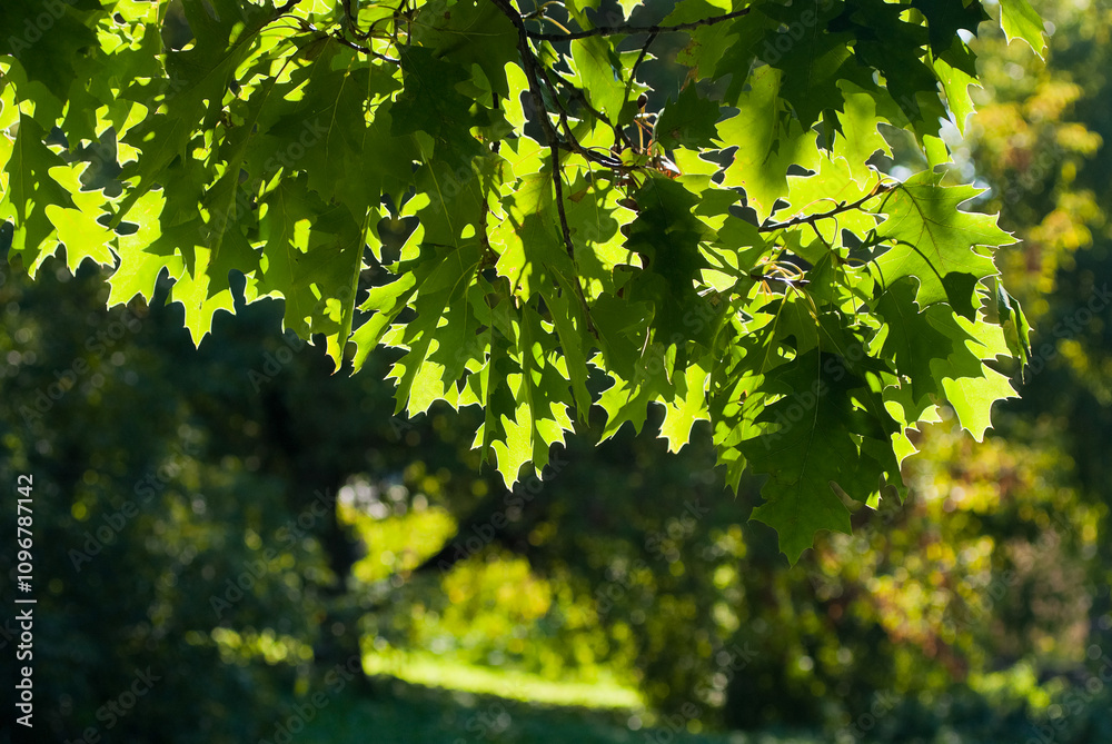 summer background, photo of tree branches with green leaves illuminated by the sun summer background, photo of tree branches with green leaves illuminated by the sun