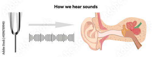 How we hear sounds Ear and noise