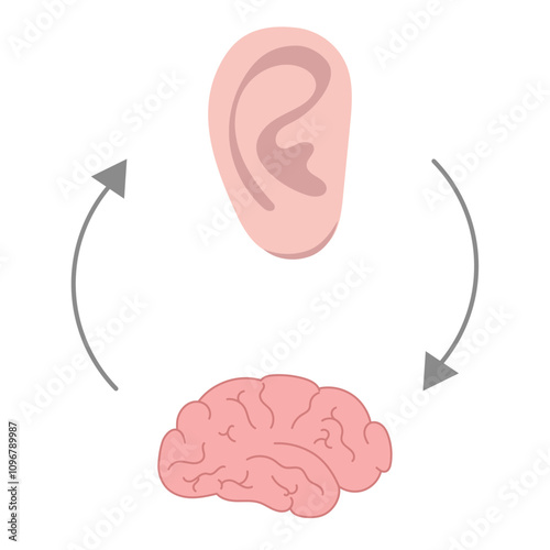 How we hear sounds Ear and brain Interaction