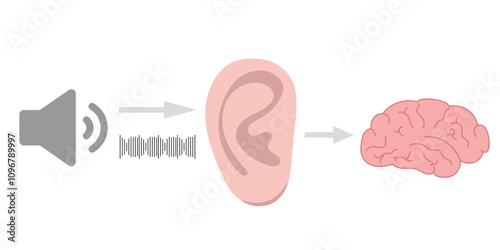 How we hear sounds Ear and brain Interaction