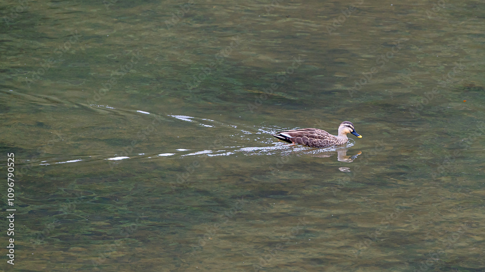 Ducks / mallards at Hozugawa river, Kyoto, Japan Ducks / mallards at Hozugawa river, Kyoto, Japan