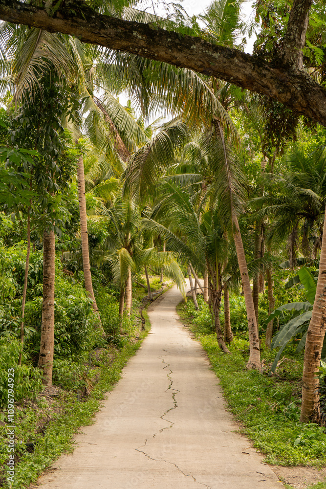 Fototapeta premium path in the jungle