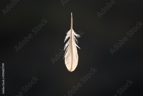 Feather Gently Falling A single feather gently falling symbolizi photo