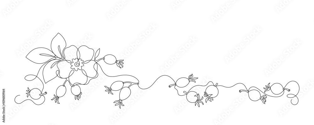 Rose hips flower, leaves, berries drawn in continuous line in minimalist style, dog rose, briar, rosa canina, wild rose, editable vector contour. Rose hips flower, leaves, berries drawn in continuous line in minimalist style, dog rose, briar, rosa canina, wild rose, editable vector contour.
